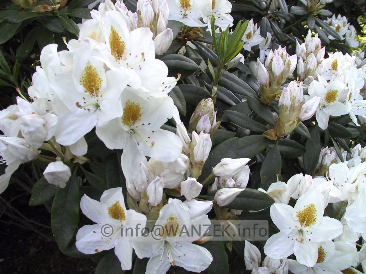 Rhododendron Madame Masson 01.JPG